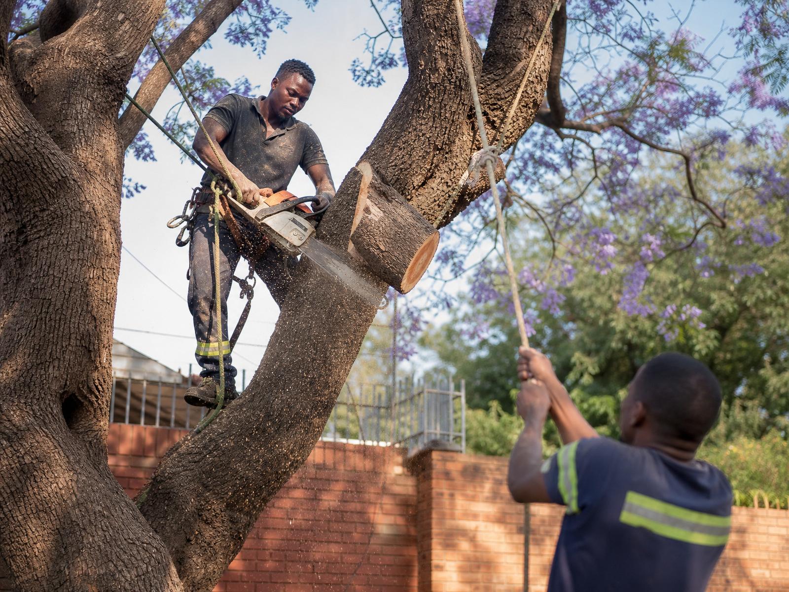 Arborist cutting a tree at golden hour